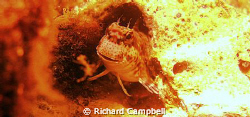 JUST RESTING  SEALIFE DC1000.. by Richard Campbell 